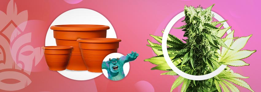 Bigger Containers For Monster Weed Plants